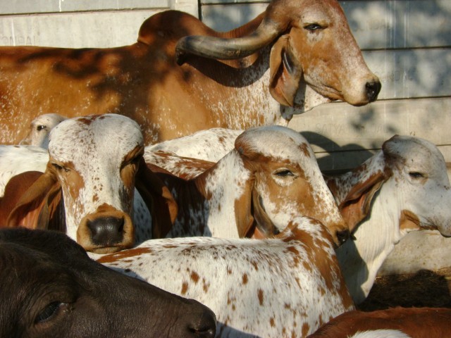 Most Pure Cow Breed - Indian GIR
