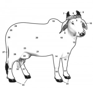 Importance of Cow Hindu Vedas Purana