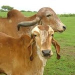jasdan-gir-cows